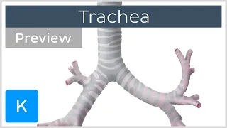 Trachea location and structure (preview) - Human Anatomy | Kenhub