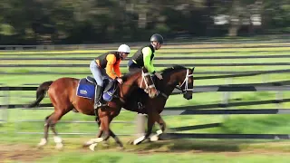 Snitzel/Forbidden