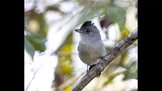 Choca-do-planalto - Planalto Slaty Antshrike - Thamnophilus pelzelni - cantando - singing