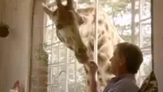 Giraffe Conservation | Joanna Lumley in Africa | BBC Studios