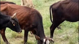 Amazing Wonderful Excellent Bull Romance With Cow Summer Session | Village Animals|