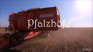 Pfälzer Grumbeere Ernte | Kartoffeln | Potato Harvest | Grimme SE 150-60 | Trailer