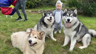 Adorable Baby Thinks She's A Husky! (Cutest Ever!!)