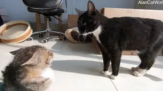 The black cat bullying the little kitten