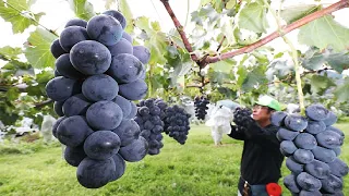 Colorful Japanese Grape Garden - Famous and Expensive Grape Harvest - Japanese Grape Farm