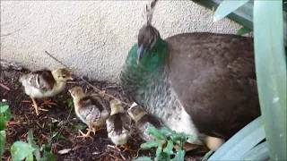 Peachick Hatching 3