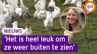 Kippen voor het EERST naar buiten na OPHOKPLICHT in Barneveld