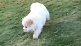 playing ☺️☺️ with white 🐻‍❄️🐻‍❄️ Pomeranian puppies #shorts #cute #dogs !!!