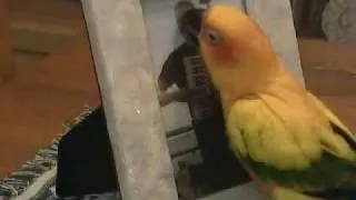 Kiss Me I'm Irish (Starring Pippin the Sun Conure)