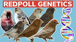 Redpoll Genetics & Colour Variants | Sex-Linked, Co-Dominant & Recessive