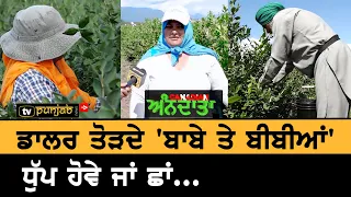 Canada ਦੇ Farms 'ਚ ਡਾਲਰ ਤੋੜਦੇ ਬਾਬੇ ਤੇ ਬੀਬੀਆਂ ਦੀਆਂ ਗੱਲਾਂ || Canadian Anndata