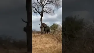 Мощь африканского слона.