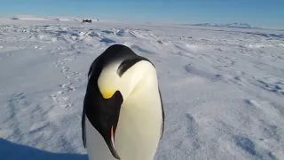 Emperor Penguin Likes Me
