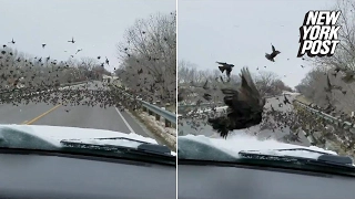 What the flock? Driver plows through birds on the road