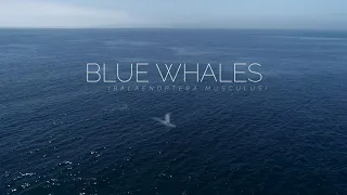The Largest Animal on the Planet! | Blue Whales - Santa Barbara, CA