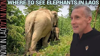 How To See Elephants in Laos in Their Natural habitat | Now in Lao