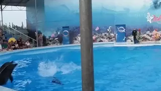 Дельфин спасает человека