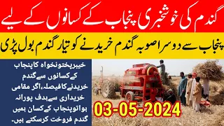 wheat's now price.? |Important news Wheat price in Pakistan 2024/wheat price in punjab 2024 gundam