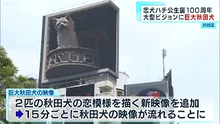 忠犬ハチ公生誕100周年大型ビジョンに巨大秋田犬