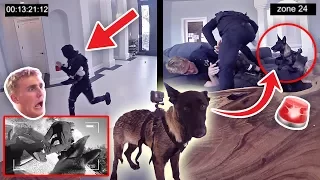 HOW WILL APOLLO REACT TO A BURGLARY?! **PUPPY EXPERIMENT**