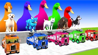 5 Giant Duck Cartoon, Paint & Animals Gorilla,Mammoth,Lion,Cow,Sheep Wild Animals Crossing Fountain