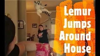 Lemur Jumps Around House!