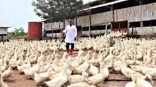 Millionaire  Duck Farmer  Keeping 50,000 Ducks on Free Range | Integrated Fish and Duck Farming