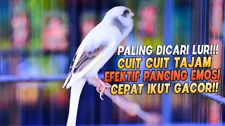 PANCINGAN Kenari GACOR PANJANG Cuit CUIT EMOSI ini AMPUH utk MASTERAN Kenari PAUD belajar BUNYI |48|