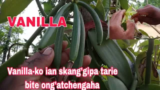 Vanillako ian skang'gipa tarie bite ong'atchenga.