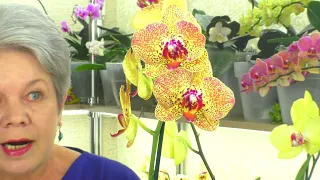 Orchids My NEWS - Cres,  Califo, Dusty Belle 😊 ORCHID CARE