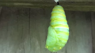 Monarch Butterfly Transformation: Caterpillar to Chrysalis