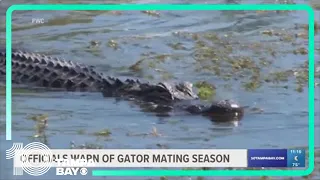 What to be aware of during gator mating season