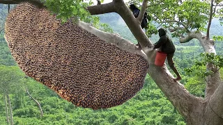 古法抓蜂蜜，每个环节都充满危险！