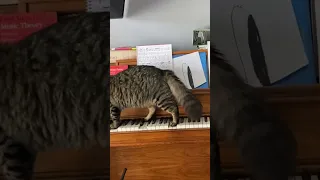 Our cat plays piano! #short #cat #piano #music #funny