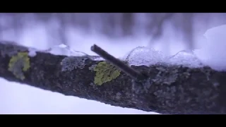 Sunny winter forest // Солнечный зимний лес