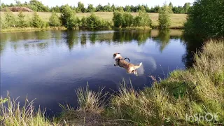 Dogtraining in South Denmark - Hundetræning i Sønderjylland