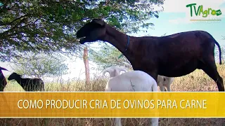 Como Producir Cria de Ovinos para Carne - TvAgro por Juan Gonzalo Angel Restrepo