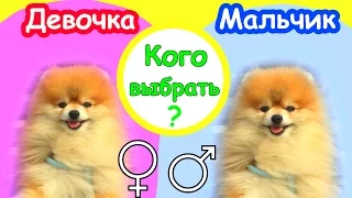 ВЫБОР ЩЕНКА ШпИцА ✔️МАЛЬЧИКИ VS ДЕВОЧКИ ✔️КОГО ВЫБРАТЬ