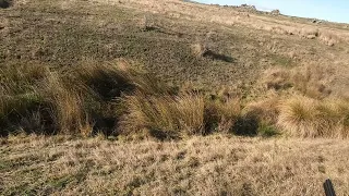 Archie the Working Cocker Spaniel hunting a rabbit.