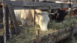 Выгодно ли держать корову? Наши выводы.