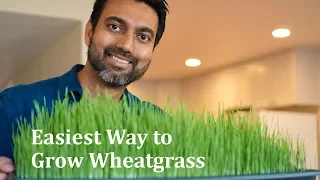 Easiest Way to Grow Wheatgrass in 9 Days | Daisy Creek Farms