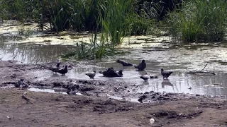 Відеорепотаж. Тяжилівське озеро у Вінниці перетворили в калабаню