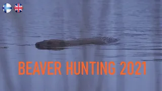 Majavajahti 2021 || Beaver hunting 2021