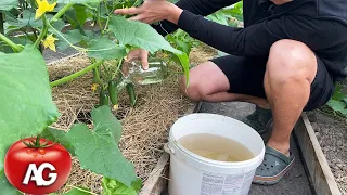 Cucumbers will bombard you with a harvest! Just pour this over the cucumber shoots