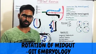 MIDGUT ROTATION EMBRYOLOGY - GIT EMBRYOLOGY 8