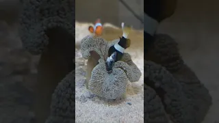 Clownfish is feeding his anemone