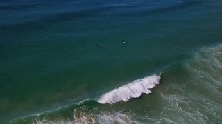Shark Encounter Drone Footage Northern NSW