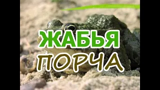 Жабья порча🐸