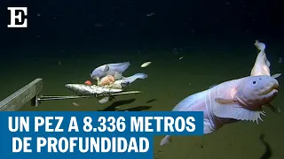 Graban a un pez del tipo caracol a 8.336 metros de profundidad en Japón | EL PAÍS