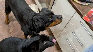 Venza Rottweiler is visiting Luna the pantera. The hospitable Black Leopard 🐆